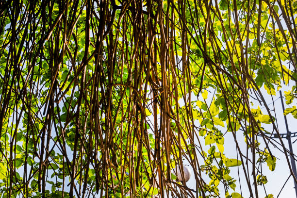 winding branches of a tree with young foliage against the sun