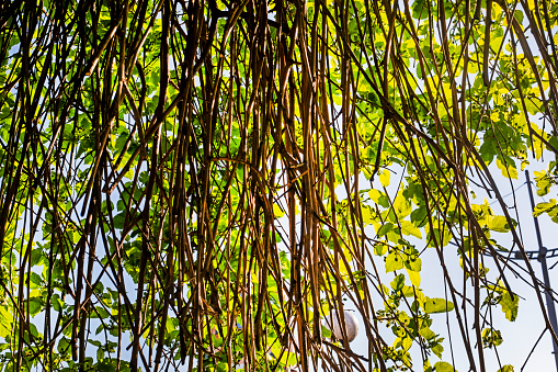 Freshness, Footage, Garden, Backyard - Image of frangipani tree in the backyard garden