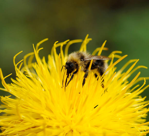 istock bumblebee on yellow flower 149055994