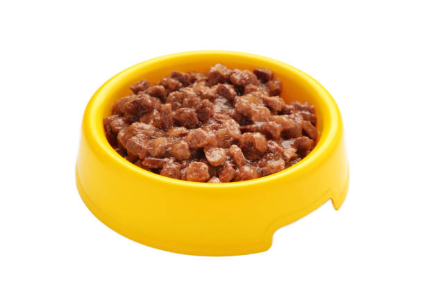istock Bowl with pet food isolated on white background 1490560746