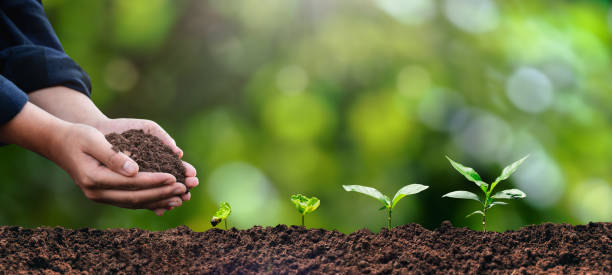istock plant in the hand of a tree Ecological environment concept and forest conservation. taking care of the forest nature background 1490561696