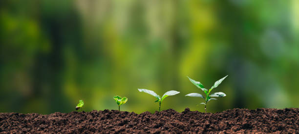istock Growth Trees concept Coffee bean seedlings nature background Beautiful green 1490561697