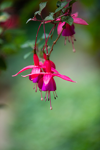 A closeup picture of pink and purple Fuschia's