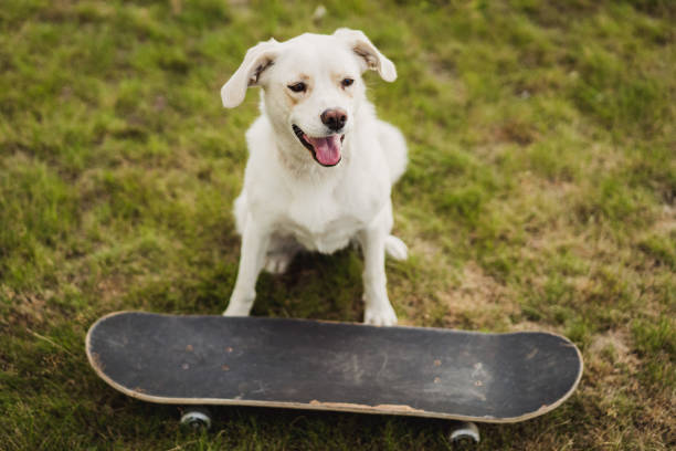 istock White labrador type, mongrel, dog standing on grass with skateboard. 1490563675