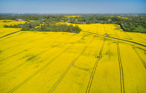 istock Aerial view of oilseed rape field 1490564201
