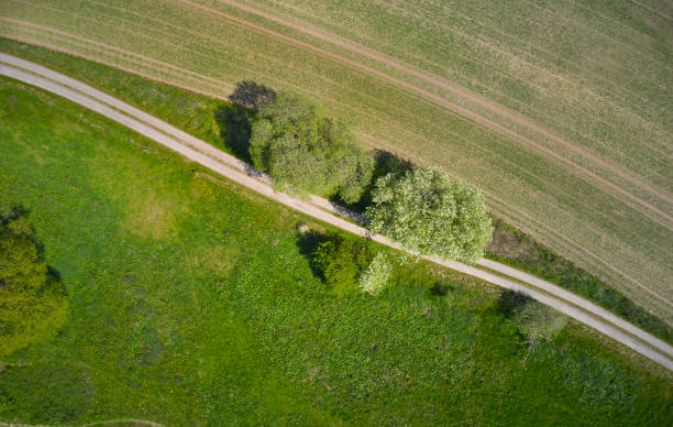 istock Dirt road in landscape 1490564874