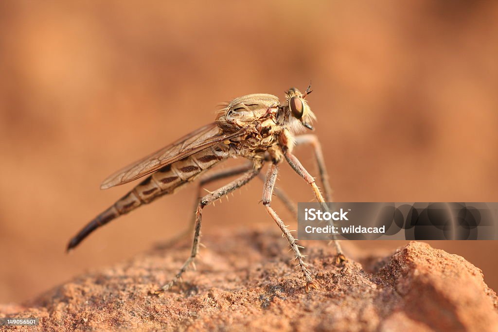 Mosca asilidae - Foto de stock de Tabanidae Tabanus royalty-free