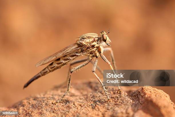 Foto de Mosca Asilidae e mais fotos de stock de Tabanidae Tabanus - Tabanidae Tabanus, Cabelo Branco, Cerda