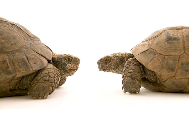 istock Two tortoises in profile facing each other 149056507