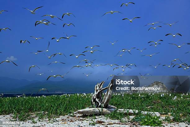 Gaviota Island Donde Nest Foto de stock y más banco de imágenes de Aire libre - Aire libre, Ala de animal, Animal