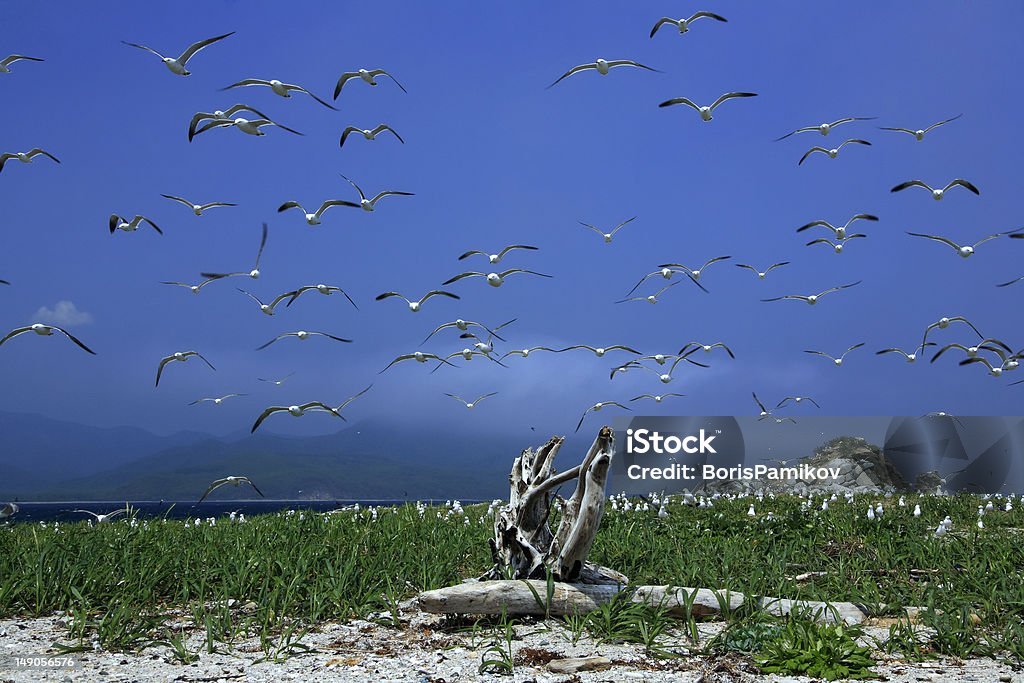 Gaivota island, onde eles nest - Foto de stock de Animal royalty-free