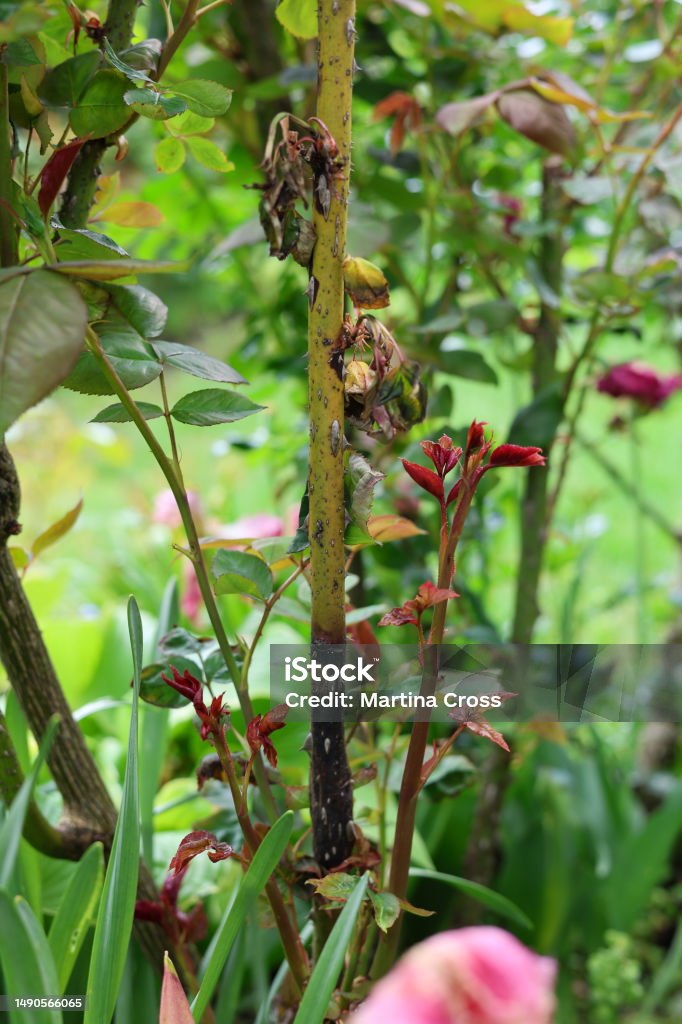 Damaged rose foliage leaves are dying due to a fungal infection such as mildew or wilt. Plant desease on roses. Animal Wildlife Stock Photo