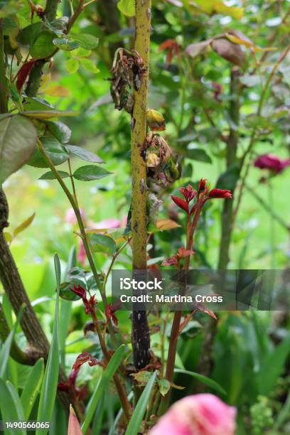 Damaged Rose Foliage Leaves Are Dying Due To A Fungal Infection Such As Mildew Or Wilt Plant Desease On Roses Stock Photo - Download Image Now