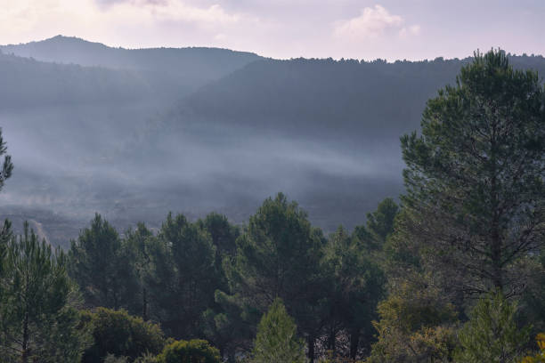 istock Mountain landscape with pine trees and misty clouds 1490566357