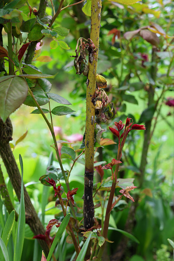 Damaged rose foliage leaves are dying due to a fungal infection such as mildew or wilt. Plant desease on roses.