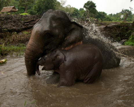 Taken in Chiang Mai Cambodia, this mother and calf are part of an Elephant Farm.