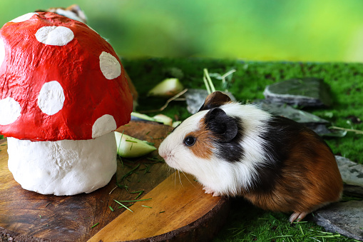 Stock photo showing close-up view of model garden scene with young guinea pig feeding besides papier mache model, red capped toadstool with white spots on wooden chopping board.
