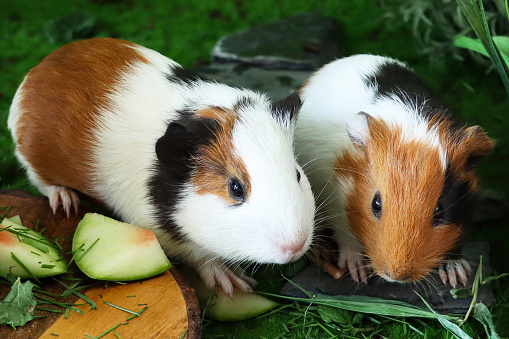 Stock photo showing close-up view of model garden scene with young guinea pigs feeding on grass and watermelon from wooden chopping board.