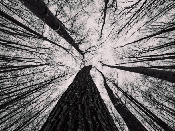istock Low angle of decidious trees and close-up look of the bark textures 1490568580