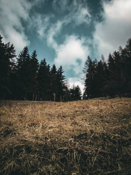 Deep forest splits straw m blue meadow and deep sky with the partial cloudiness
