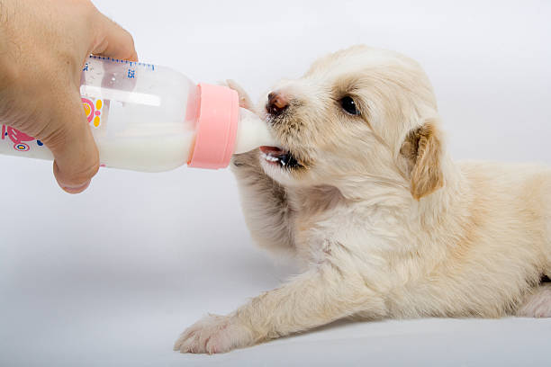 istock little puppy hungry 149056867