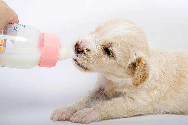 Cachorrinho beber leite - fotografia de stock