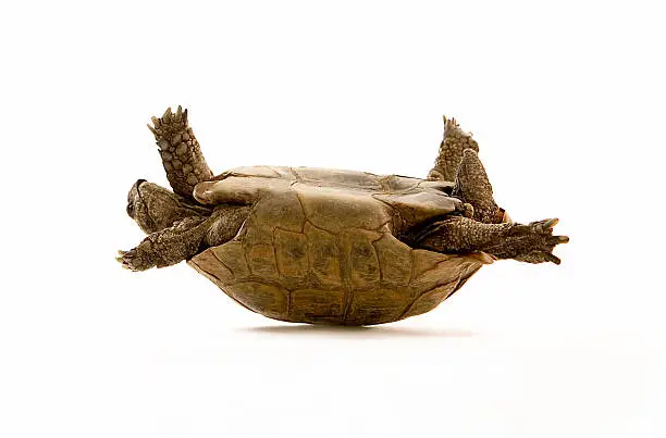 Side view of a tortoise on its back with the head out and the legs splayed. The tortoise is pictured against a white background.
