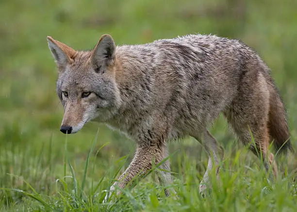 Coyote on the prowl for rodents.