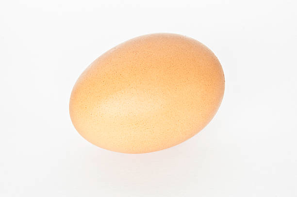 Medium British Egg stock photo