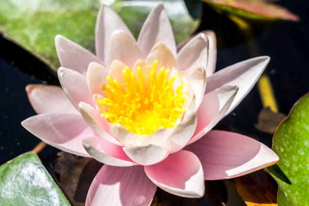 istock Pink water lily in the pond 1490570004