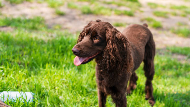 istock Close view of a german spaniel 1490570147