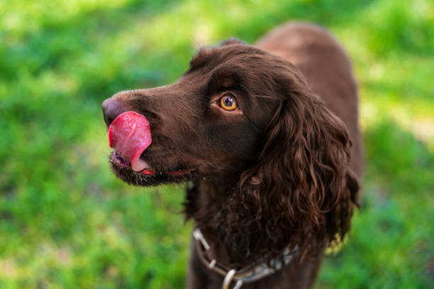 istock Close view of a german spaniel 1490570294