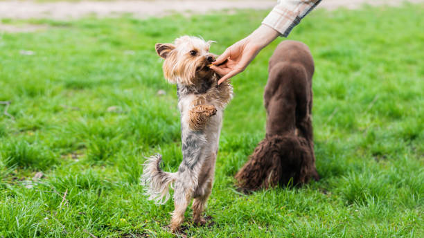 istock Close view of the owner feeding Yorkshire terrier 1490570800