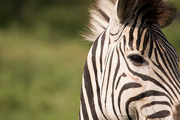 Zebra looking away stock photo