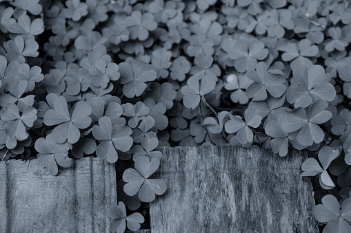The shamrocks background. Changed color. Monochrome. Copy space.