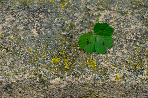 A shamrock on a stone overgrown with lichen. Copy space.