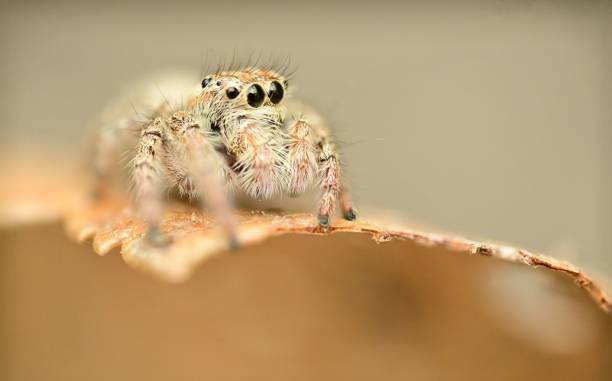 istock Macro shot of a heavy-bodied jumper (Hyllus semicupreus) spider perched atop a leaf 1490570997
