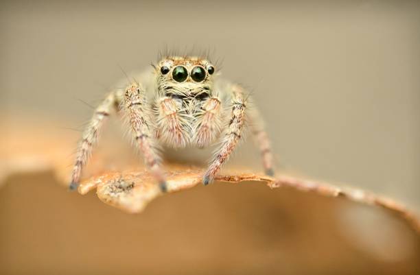 istock Macro shot of a Hyllus heavy-bodied jumper (Hyllus semicupreus) spider perched atop a leaf 1490571000
