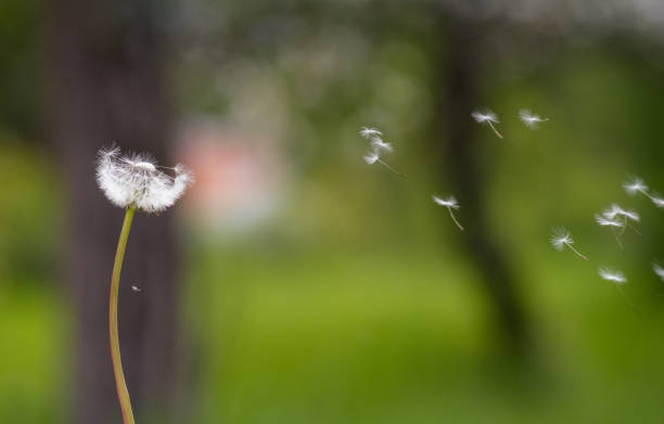Free Stock Photo of Dandelion Seeds in the Wind - Flying Away ...