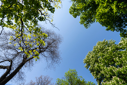 Sofia, Bulgaria. May 2023.  the crowns of the trees with the clear sky in the background