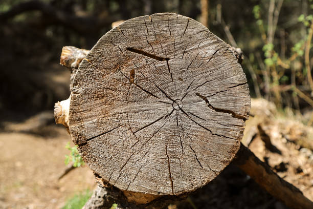 istock Freshly cut cracked tree stump as a natural background 1490572238