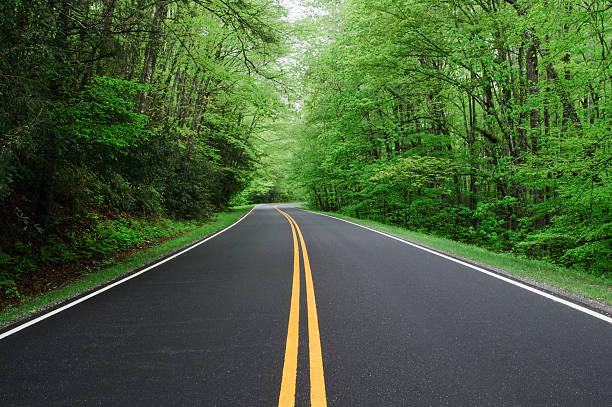 road with forest on either side stock photo