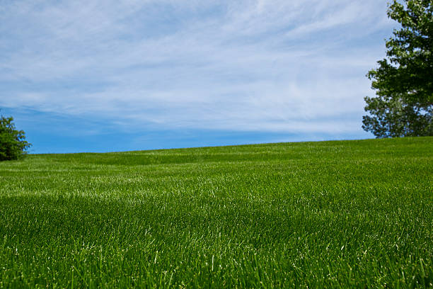istock Field of grass with trees 149057234