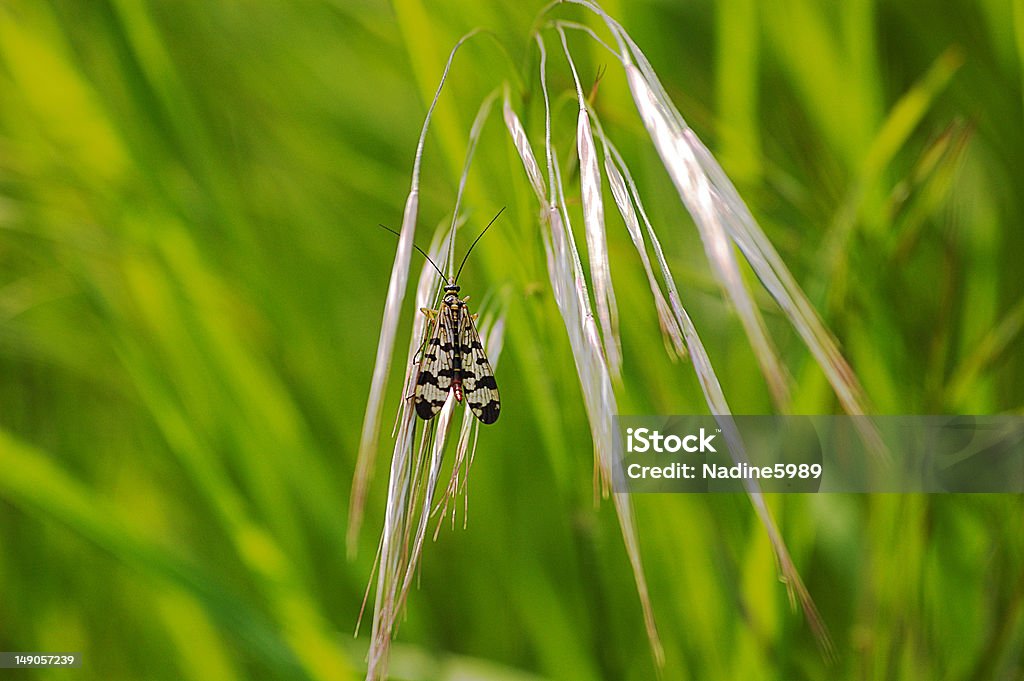Diptera these insects are the order of insects corresponding to flies, mosquitoes Animal Body Part Stock Photo