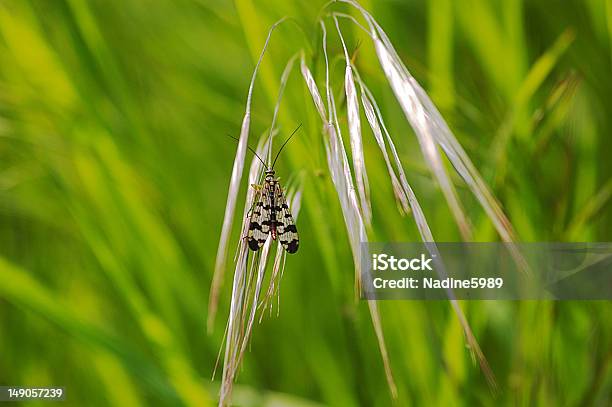 Diptera Stock Photo - Download Image Now - Animal Body Part, Grass, Horizontal
