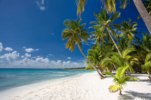 istock White beach on Saona Island 149057311