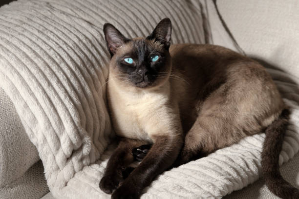 istock adult siamese cat sleeping on light color white sofa with soft cozy environment 1490573317