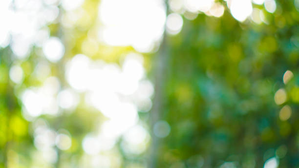 istock Defocused abstract background of green nature 1490573322
