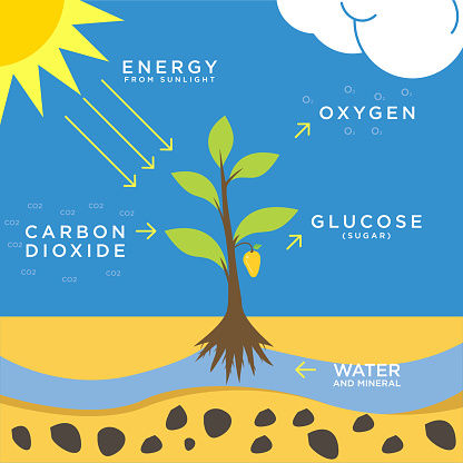 illustration of photosynthesis flat design, a system that converts Carbon dioxide into oxygen