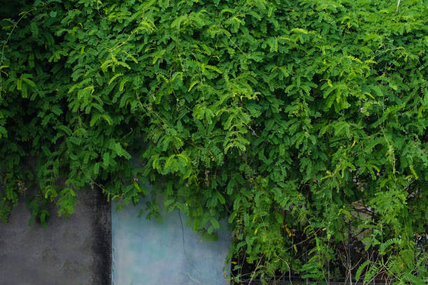 Plant vines on concrete wall